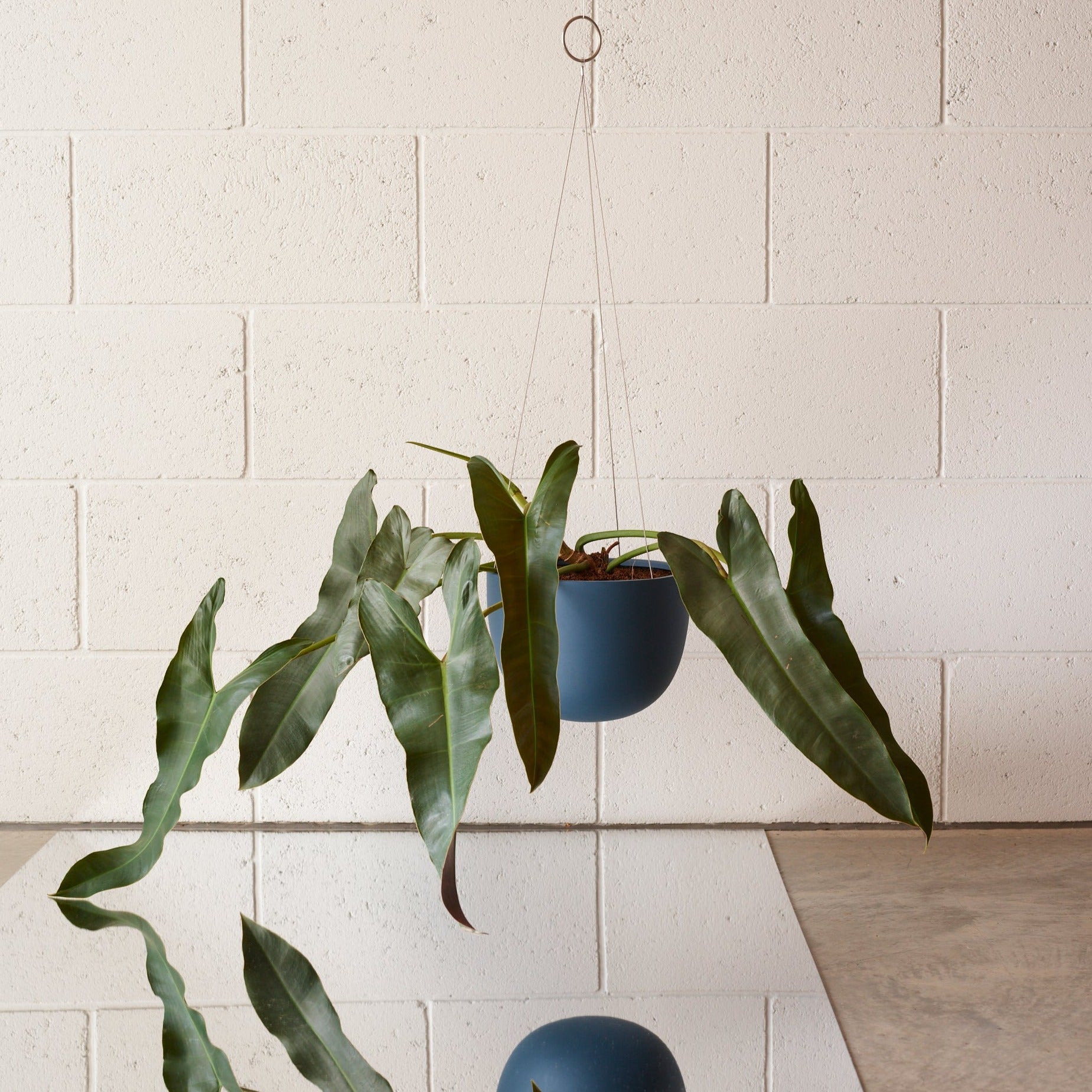 hanging planter with flat back CLIFTON hanging plant pot