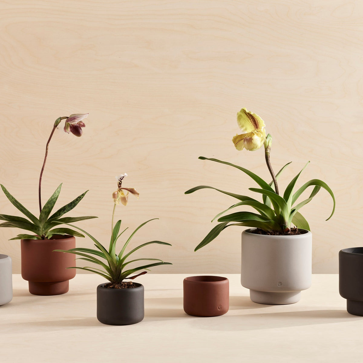 BOTANY Blumentopf, klein