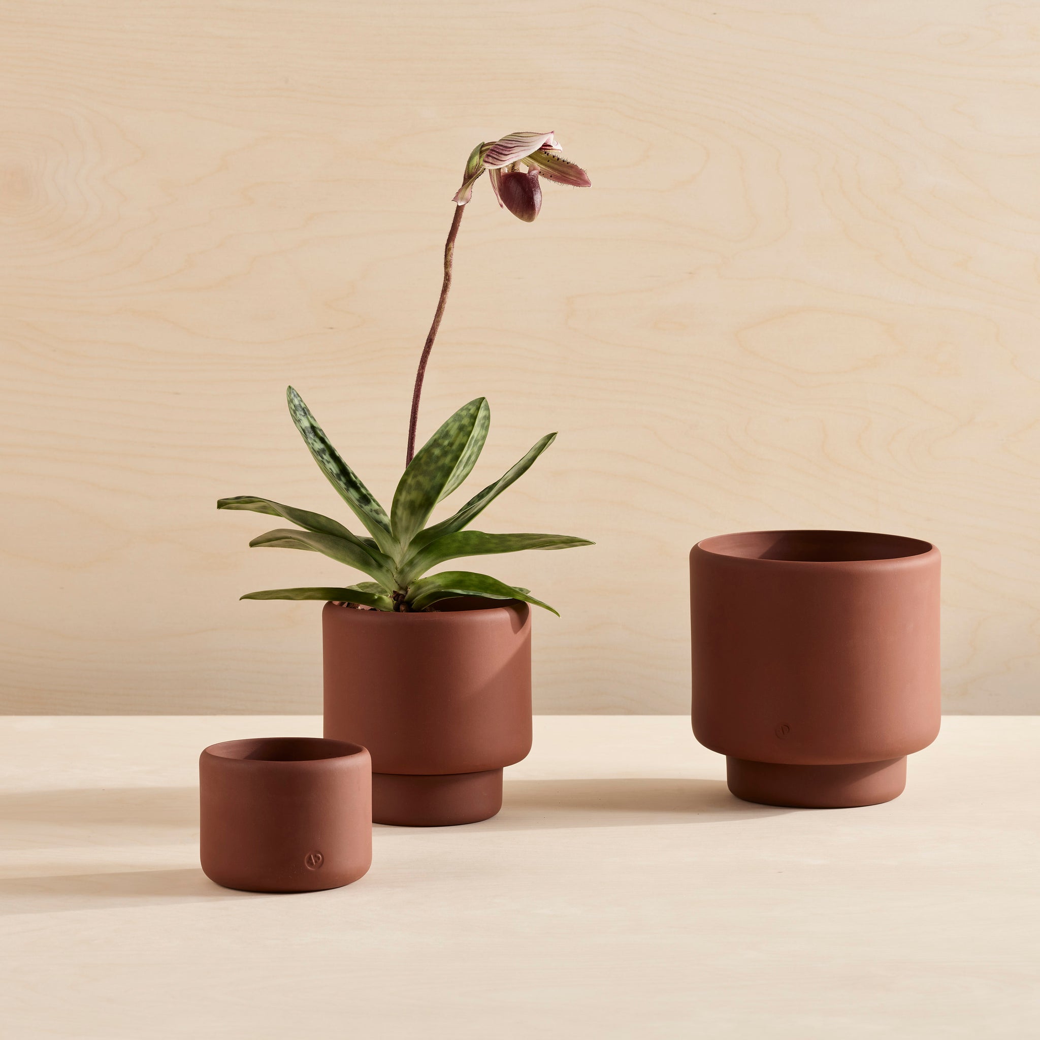 boysenbar plant pot BOTANY Plant Pot